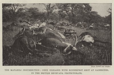 A insurreição de Matabili, Boi doente com Rinderpest atirou em Gaberones, no Protetorado Britânico de Bechuanas de English Photographer