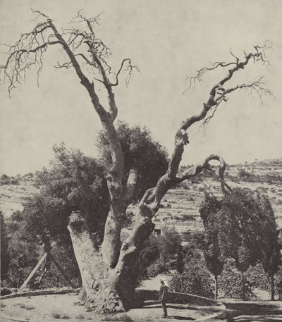 O Carvalho de Mamre; Abrahams Oak, onde Abraham armou sua tenda e construiu um altar de English Photographer