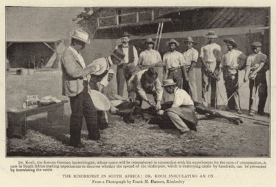 O Rinderpest na África do Sul, Dr. Koch inoculando um boi de English Photographer