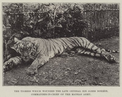 A Tigresa que feriu o falecido General Sir James Dormer, Comandante-em-Chefe do Exército de Madras de English Photographer