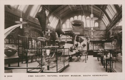 O, victoria, und, albert, museu, sul, kensington, londres, peixe, galeria de English Photographer