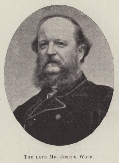 O falecido Sr. Joseph Wolf de English Photographer