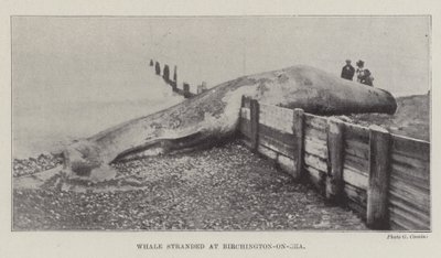 Baleia encalhada em Birchington-on-Sea de English Photographer