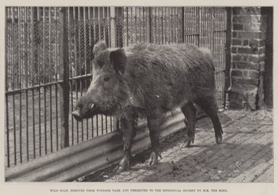 Javali, removido do Parque Windsor e apresentado à Sociedade Zoológica por HM, o Rei de English Photographer