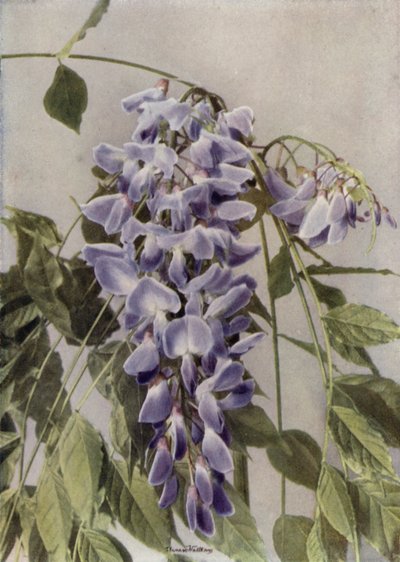 Wistaria Chinensis (fotografia a cores) de English Photographer