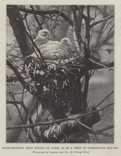Wood-Pigeons Nest encontrado em 20 de abril em uma árvore em Torrington Square de English Photographer