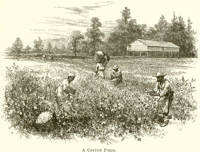 Um Campo de Algodão (gravura) de English School