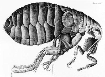 Uma pulga da observação do microscópio por Robert Hooke (1635-1703), 1665 de English School