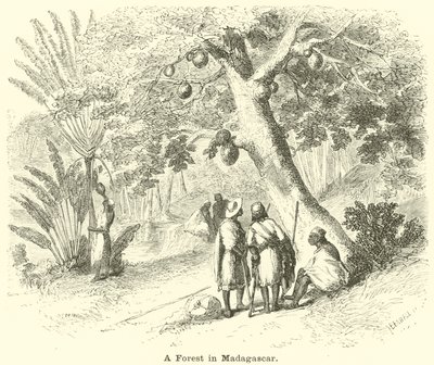 Uma floresta em Madagascar de English School