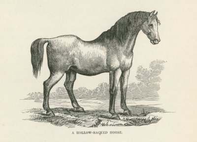 Um cavalo de dorso oco (gravura) de English School