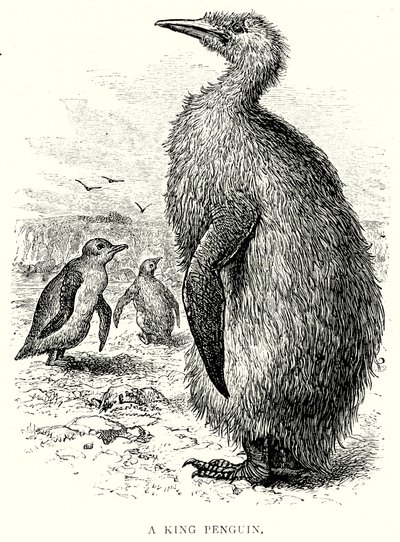 Um Rei Pinguim (gravura) de English School