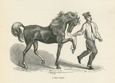 Ein Maivogel von English School