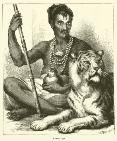 Um Tigre Domado (gravura) de English School