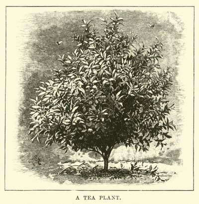 Uma planta de chá de English School