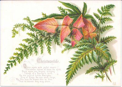 Um cartão de Natal vitoriano com um ramo de samambaias, c.1880 de English School