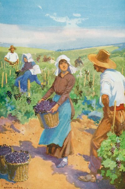 Uma vinha em França (litografia a cores) de English School