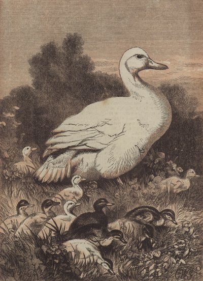 Um passeio entre os botões de ouro (gravura colorida) de English School