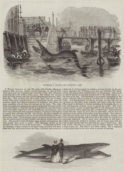 A Whale Species in the Thames (gravura) de English School