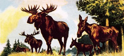 Um bando de alces de English School