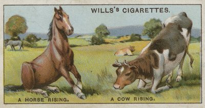 Um cavalo subindo e uma vaca subindo de English School