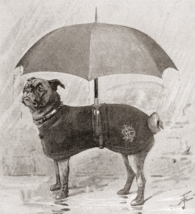 Um pug com botas, casaco e guarda-chuva para o proteger da chuva de English School