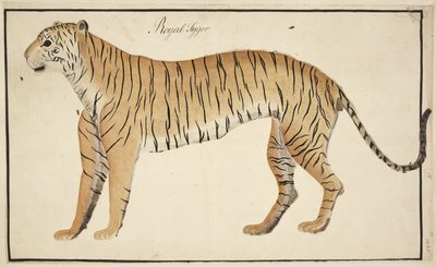 Um tigre real da coleção Serfagee of Tanjore de English School