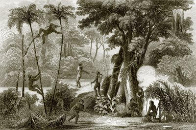 Uma cena na floresta brasileira de English School