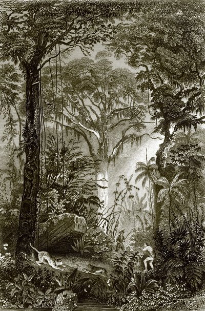 Uma cena na floresta brasileira de English School