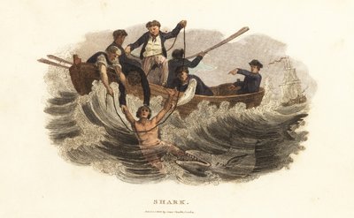 Um jovem salvo de um tubarão por barqueiros no porto de Havana, Cuba de English School