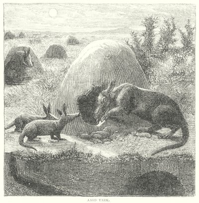 Aardvark (gravura) de English School