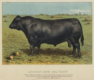 Touro Aberdeen-Angus "Cash" (litografia a cores) de English School