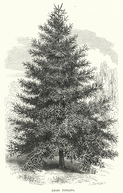 Abies Pinsapo (gravura) de English School