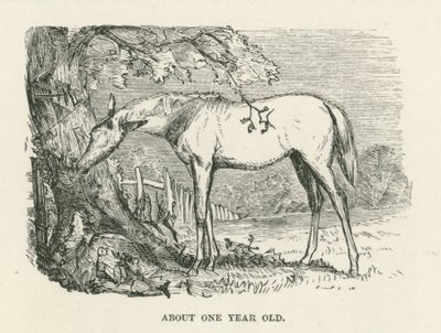 Cerca de um ano de idade (gravura) de English School