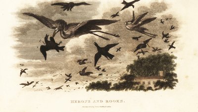 Batalha aérea entre garças e torres de nidificação perto da casa de Daniel Wilson Torre Dallam, Westmorland de English School