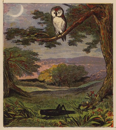 As Fábulas de Esopo: A Coruja e o Gafanhoto (cor litho) de English School