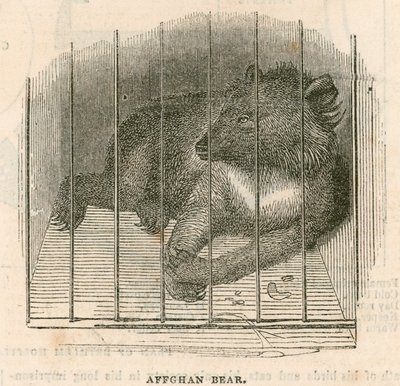 Urso afegão de English School