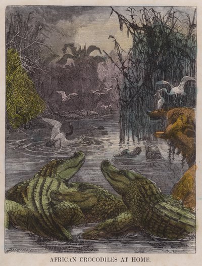 Crocodilos africanos em casa (gravura colorida) de English School