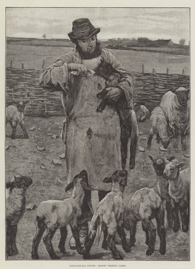 Cenas agrícolas, março, alimentação de cordeiros (gravura) de English School