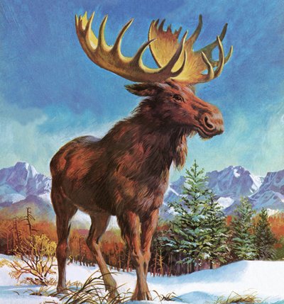 Alces Poderosos do Alasca de English School