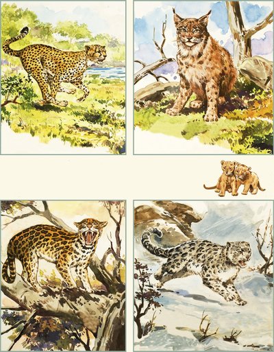 Todos os tipos de grandes felinos de English School