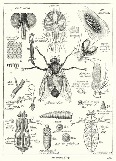Tudo sobre uma mosca (gravura) de English School