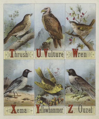 Alfabeto de Aves (cor litho) de English School
