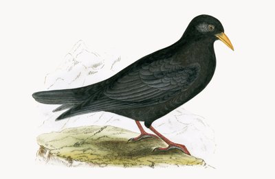 Alpine Chough, ilustração de "Uma História das Aves da Europa Não Observadas nas Ilhas Britânicas", de Charles Robert Bree (1811-1886), publicada em 1867 de English School