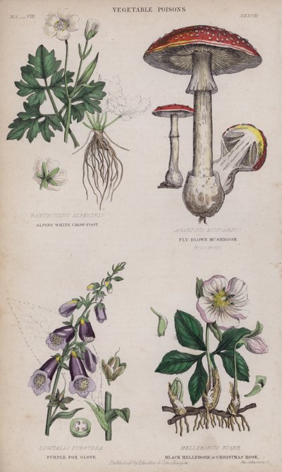 Pés de Corvo Branco Alpino; Cogumelo Castanho Mosca; Luva de Raposa Roxa; Hellebore Preto ou Rosa de Natal (gravação colorida) de English School