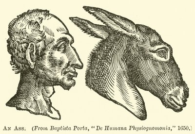 Um burro de English School