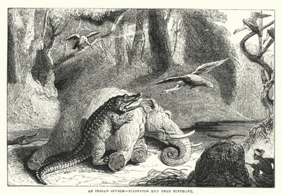 Uma selva indiana, jacaré e elefante morto (gravura) de English School