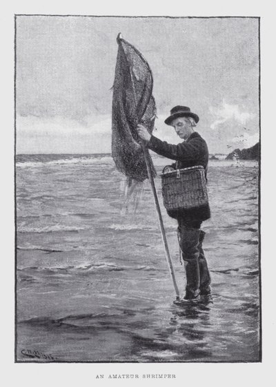 Um camarão amador (litho) de English School