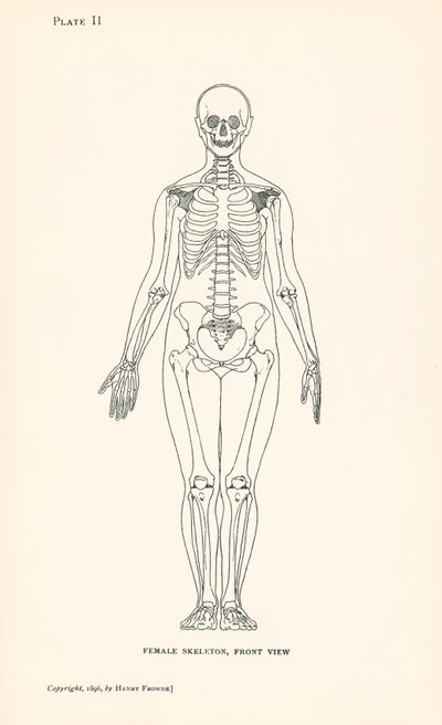 Anatomia: Esqueleto feminino, vista frontal (litografia) de English School
