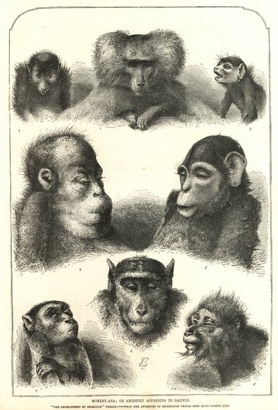 Ancestrais de acordo com Darwin de English School