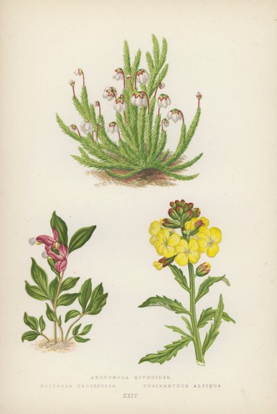 Andromeda hypnoides; Polygala Paucifolia; Cheiranthus Alpinus (litografia a cores) de English School
